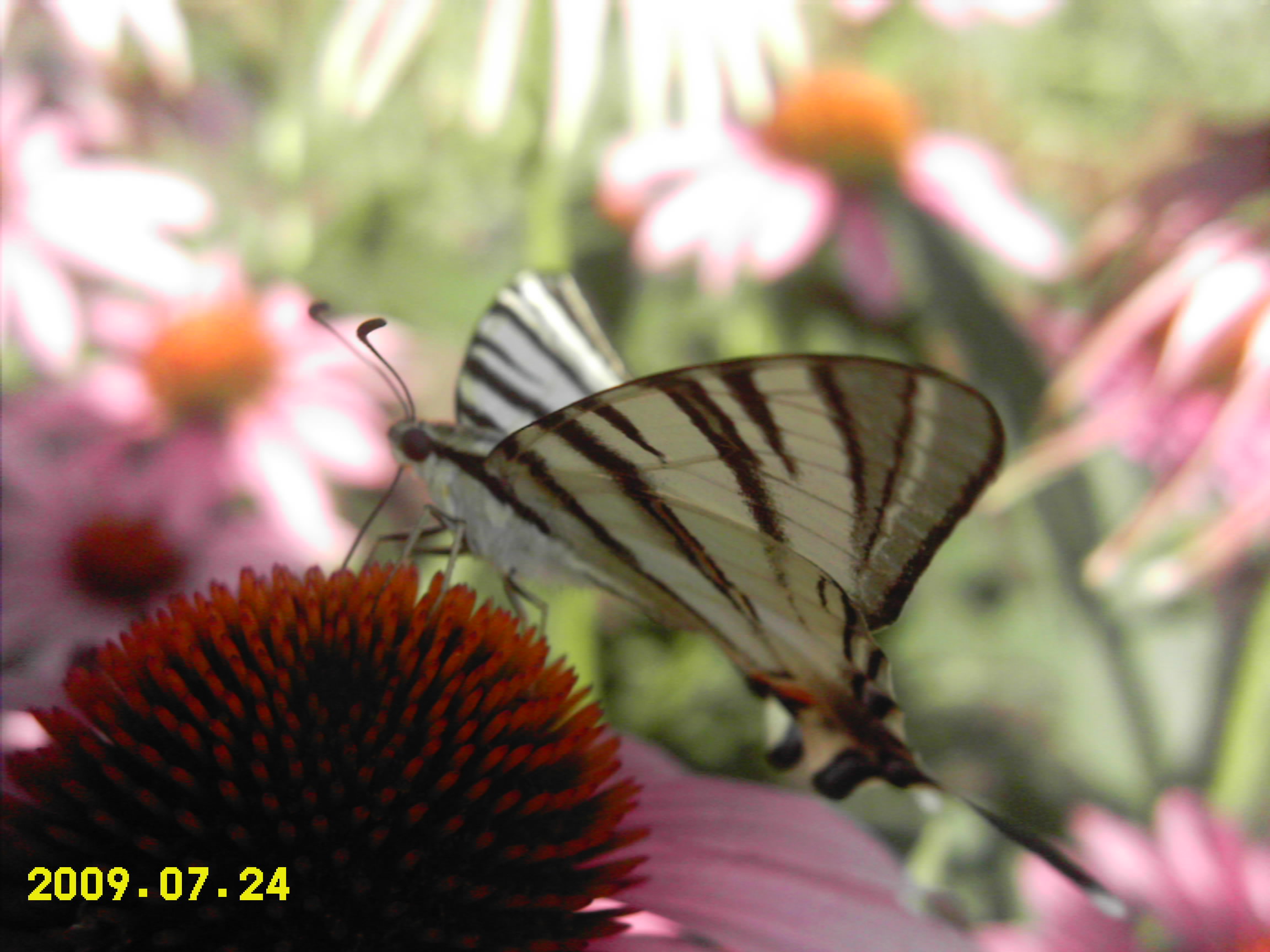 http://dgmag.in/forum/misc.php?action=pun_attachment&amp;item=1021&amp;download=0
